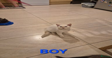 British Shorthair cats - Advert 5