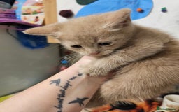 Mixed Breed cats for sale: 2 little ginger boys  - Image 4