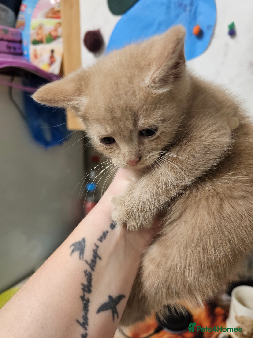 Mixed Breed cats for sale: 2 little ginger boys  - Image 4
