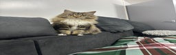 Maine Coon cats for sale: MAINE COON MIA  - Advert 3