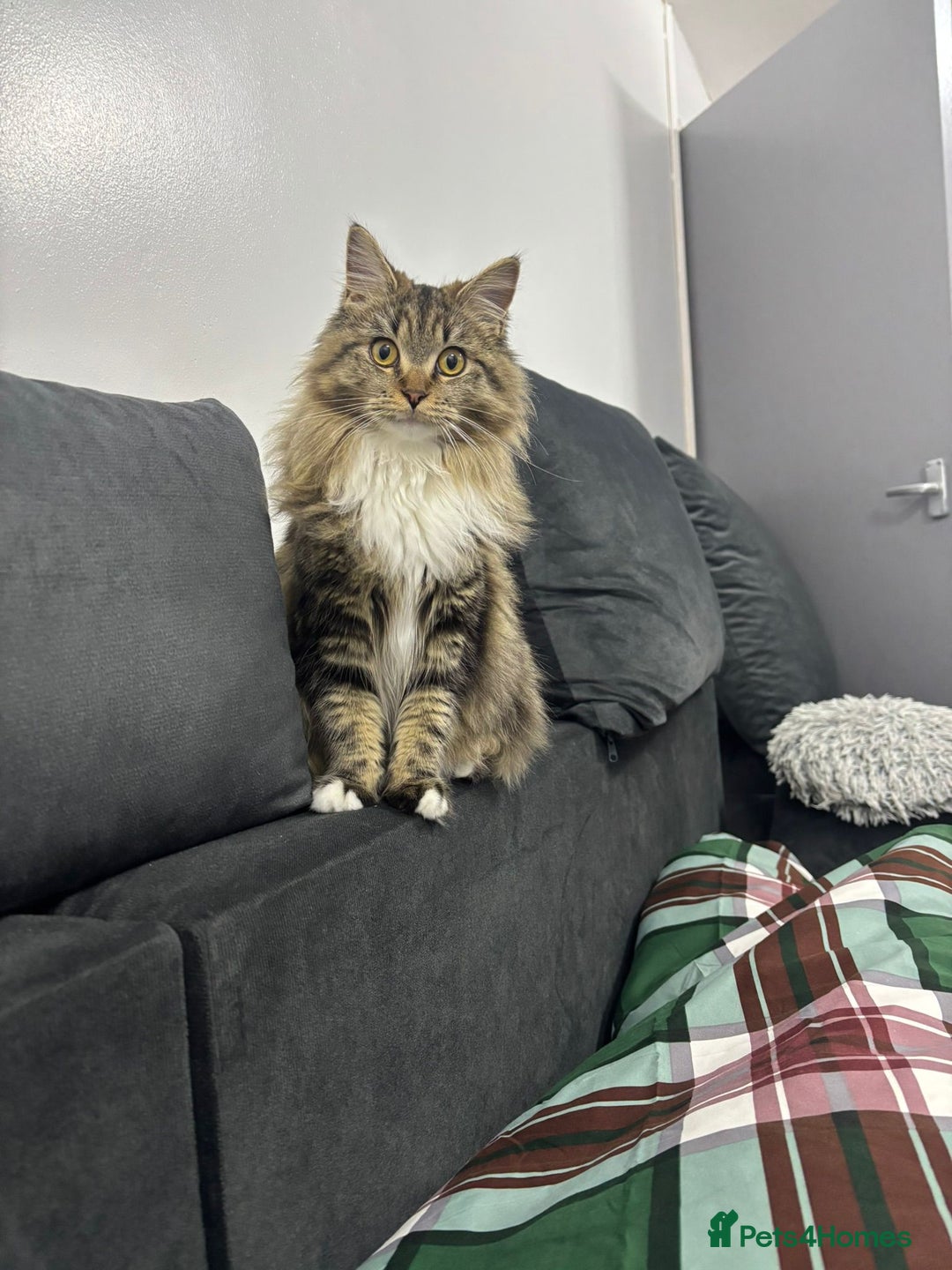 Maine Coon cats for sale: MAINE COON MIA  - Advert 3