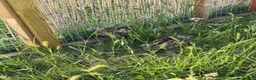 Quail poultry for sale: Male quail looking for new home  in Maidstone - Advert 3