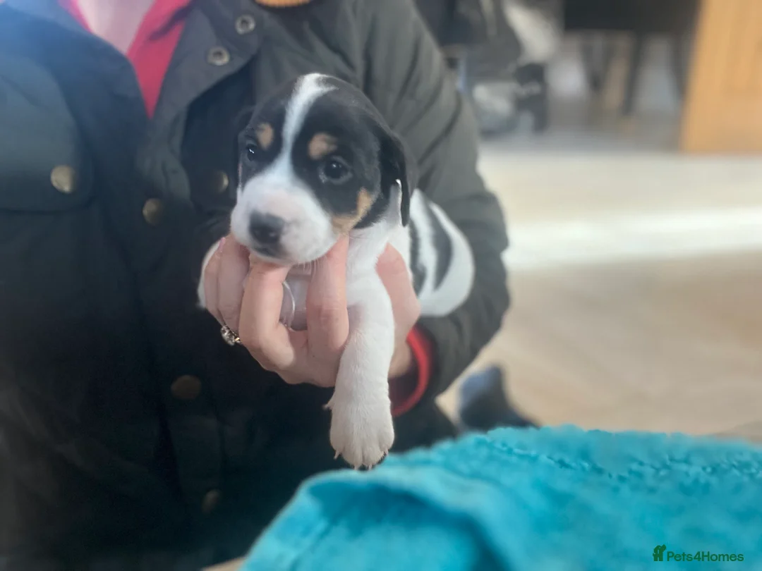 Jack Russell dogs for sale: Minature short legged Jack russell - Advert 4