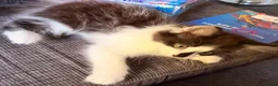 Mixed Breed cats for sale: (Ready Now) Mixed Breed Kittens in Northampton - Advert 10