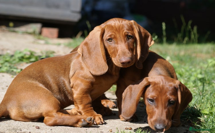 Dachshund dogs in Boston - Advert 1