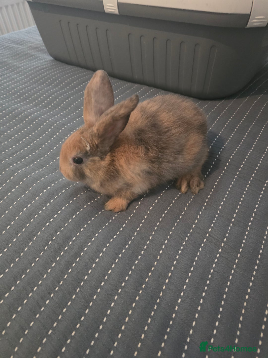 Mixed Breed rabbits for sale: Baby Bunnies - Advert 4