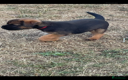 Border Terrier dogs for sale:  Border Terrier puppies  - Image 8