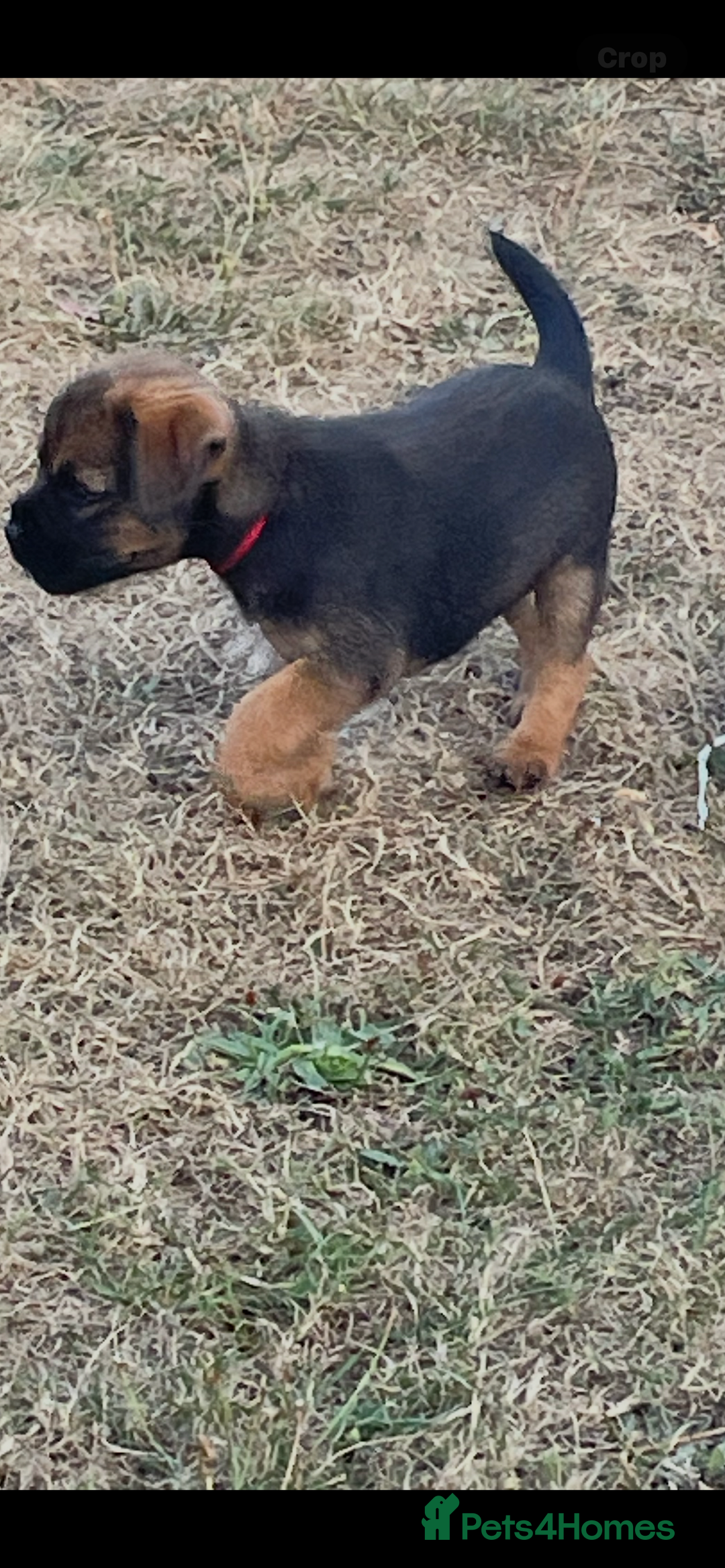 Border Terrier dogs for sale:  Border Terrier puppies  - Image 8