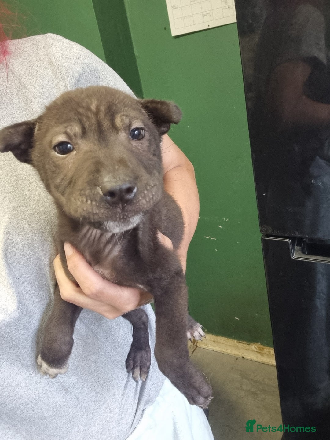 Mixed Breed dogs for sale: Cocker pei puppies ready now  - Image 10