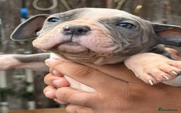 Mixed Breed dogs for sale: Old English cross, cane corsa  - Image 18