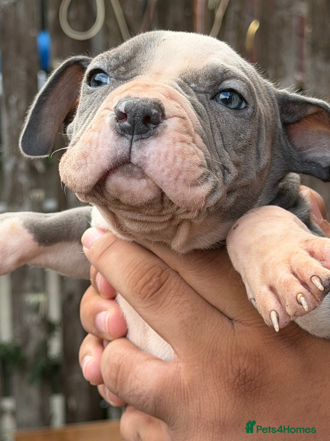 Mixed Breed dogs for sale: Old English cross, cane corsa  - Image 18