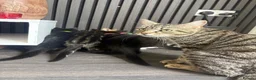 Mixed Breed cats for sale: 5 beautiful kittens  in Stockton-on-Tees - Advert 6