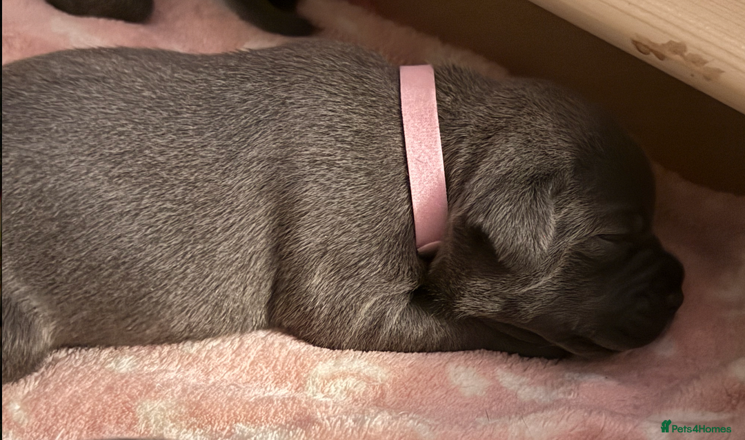 Staffordshire Bull Terrier dogs for sale: KC Blue Staffordshire Bull Terrier Puppies  - Advert 36