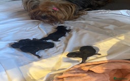 Yorkshire Terrier dogs for sale: Pedigree Yorkshire terrier - Image 6