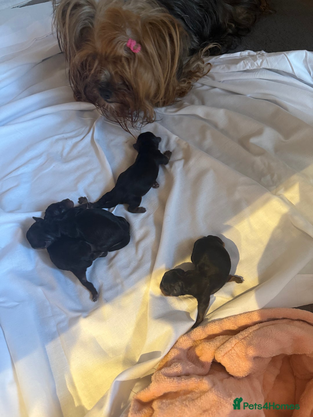 Yorkshire Terrier dogs for sale: Pedigree Yorkshire terrier - Image 6