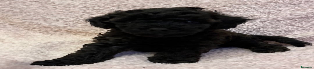 Yorkiepoo Puppy 3