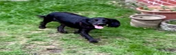 Cocker Spaniel dogs for sale: Female working cocker - Advert 7