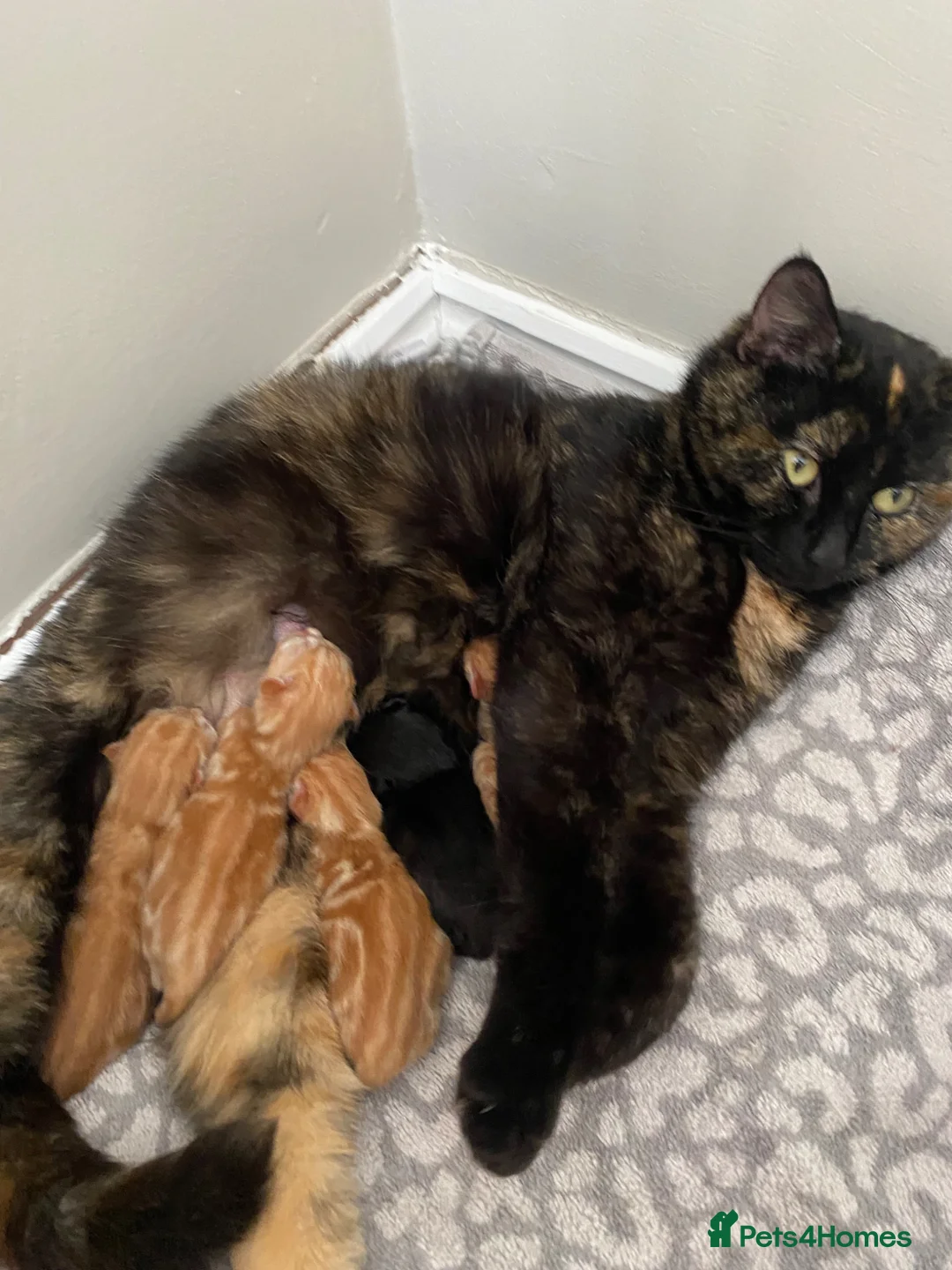 British Shorthair cats for sale: 5 kittens for sale in York - Advert 2