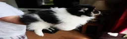 Mixed Breed dogs for sale: Gorgeous Pomeranian × Japanese Spitz Puppies in Falkirk - Advert 31
