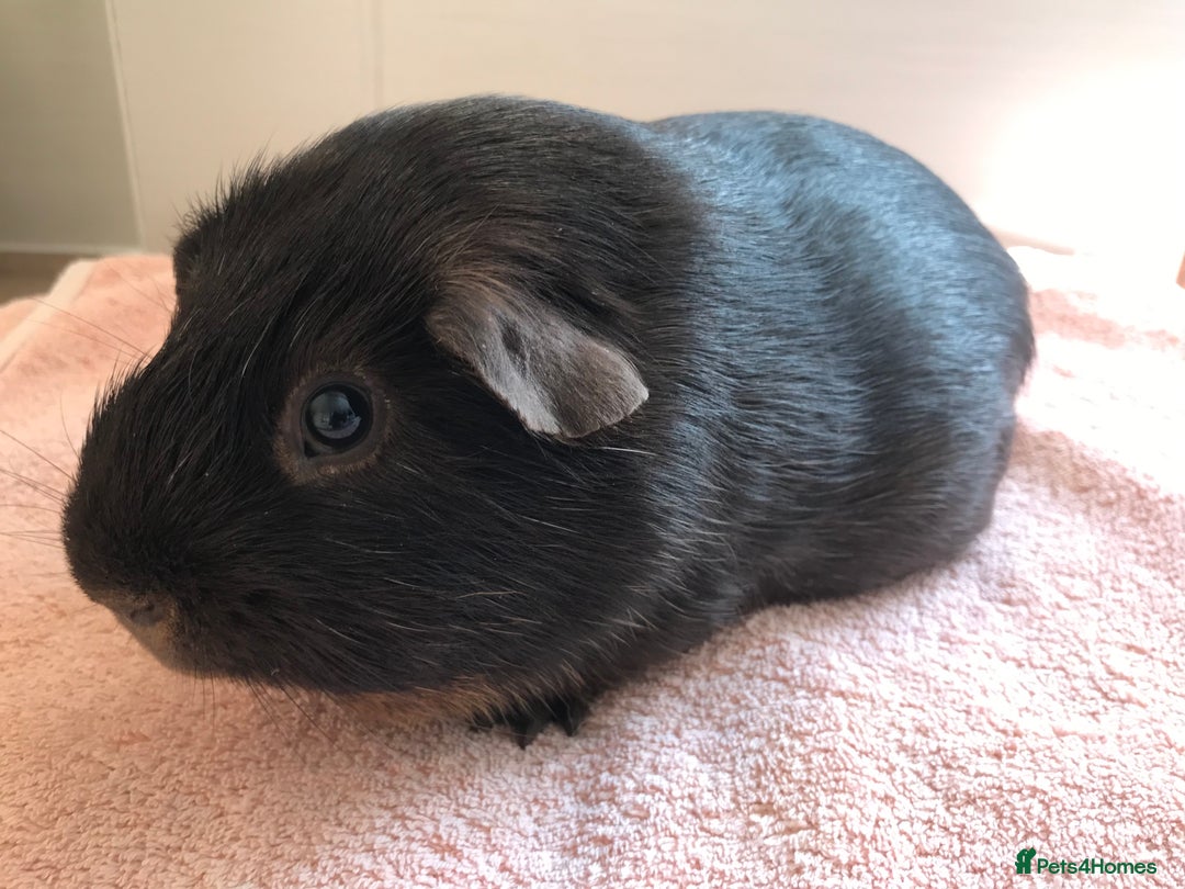 Guinea Pig rodents for sale: Two young Sows and Older boars - Image 16
