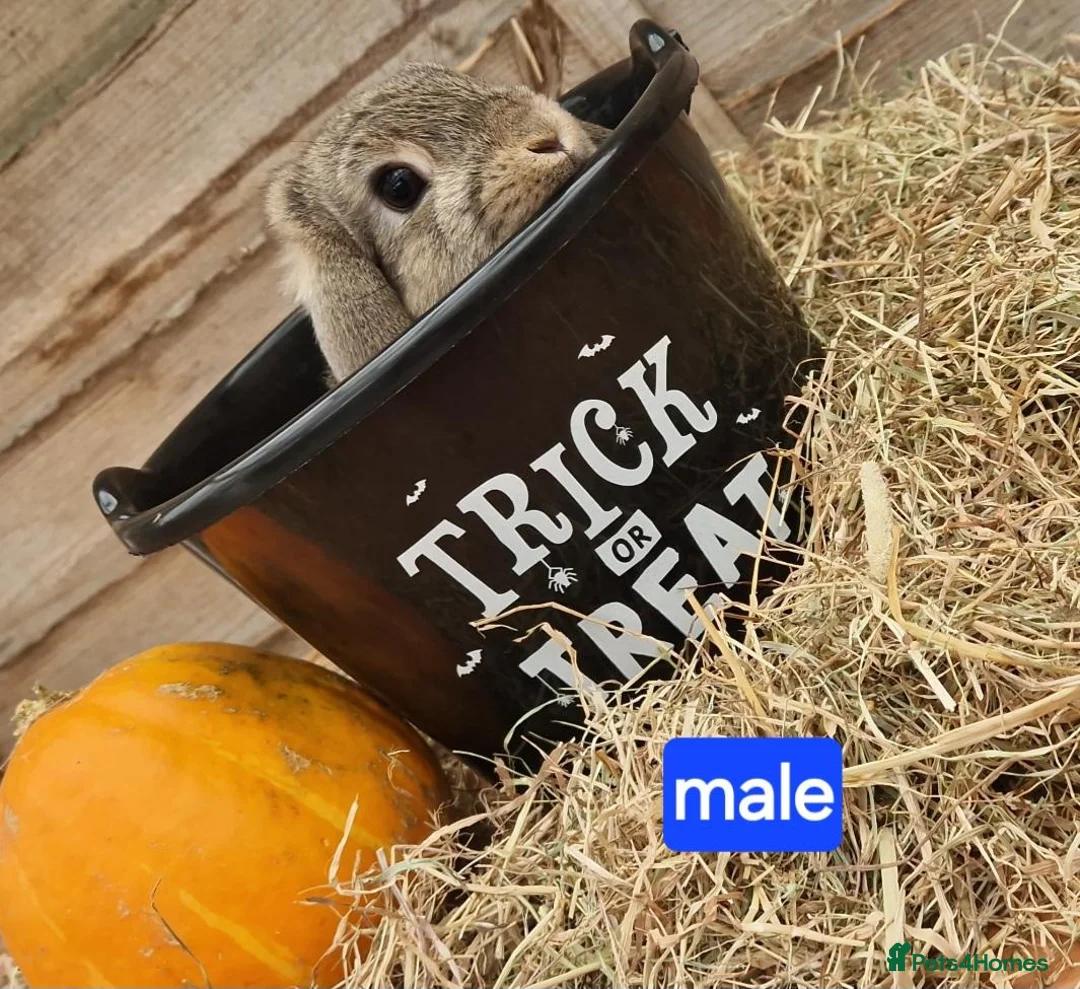 Mixed Breed rabbits for sale: Stunning bunnies 🐰  - Advert 2