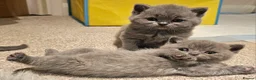 British Shorthair cats for sale: Beautiful Pedigree British Blue 1 Male Kitten🐾 - Advert 11