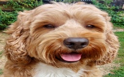 Australian Labradoodle dogs for stud: 100 percentage pure Australian family boy  in Bedford - Image 8
