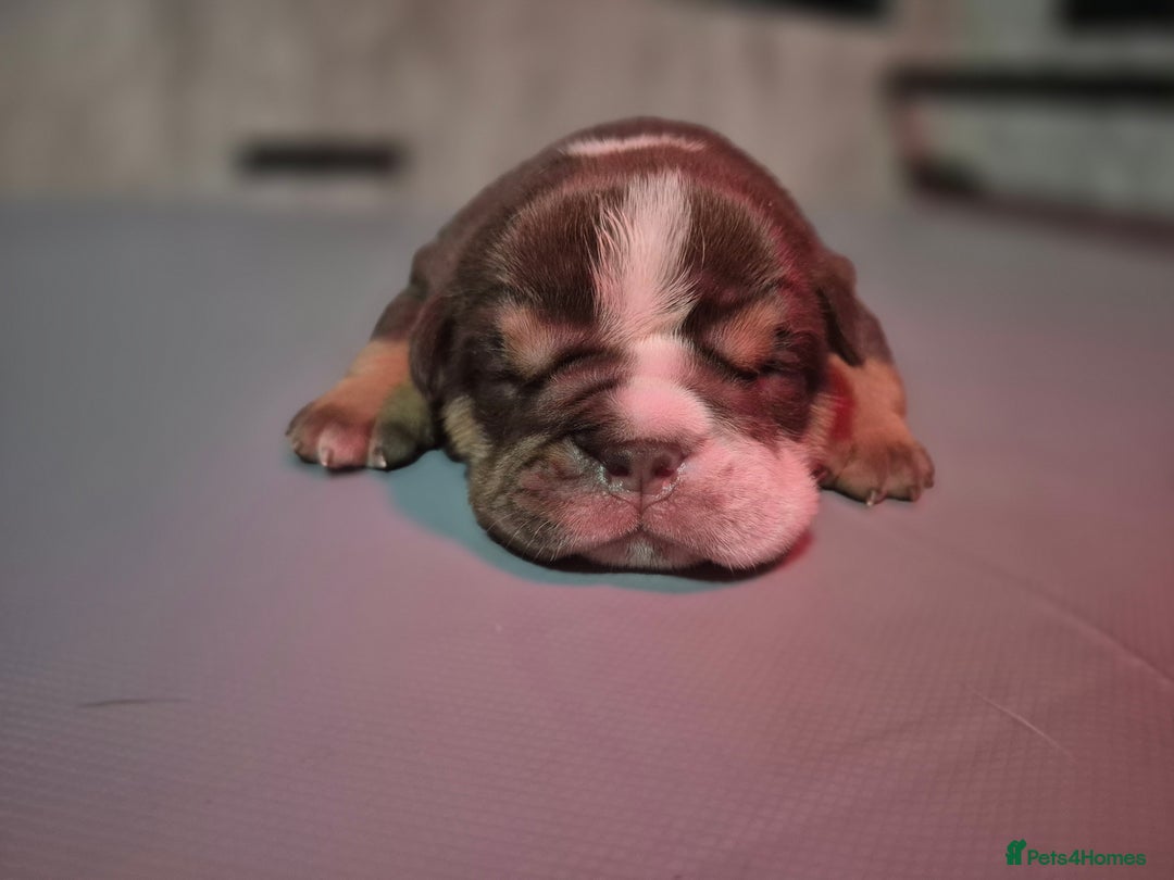 English Bulldog dogs for sale: Beautiful Litter Of New English Bulldog Puppies - Image 19