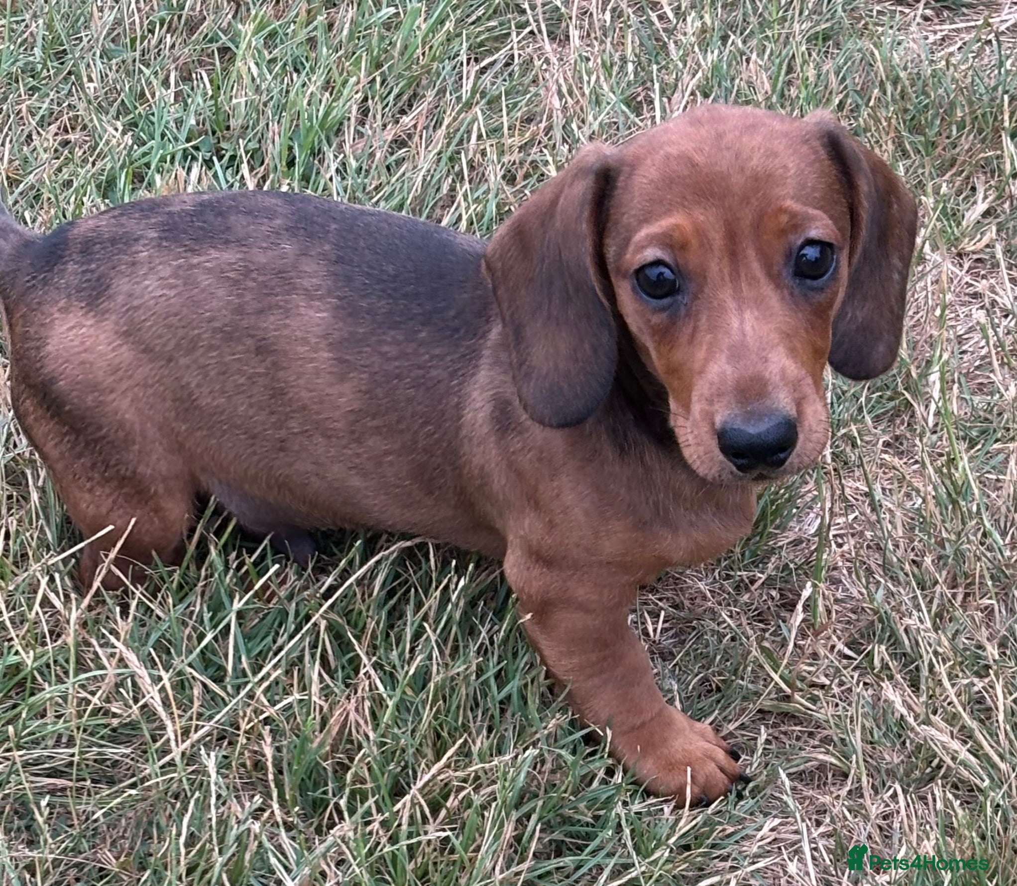 Miniature Dachshund dogs KC Miniature Dachshund Puppies For Sale - Advert 2