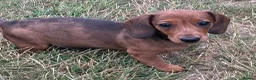 Miniature Dachshund dogs for sale: KC Miniature Dachshund Puppies For Sale - Advert 2