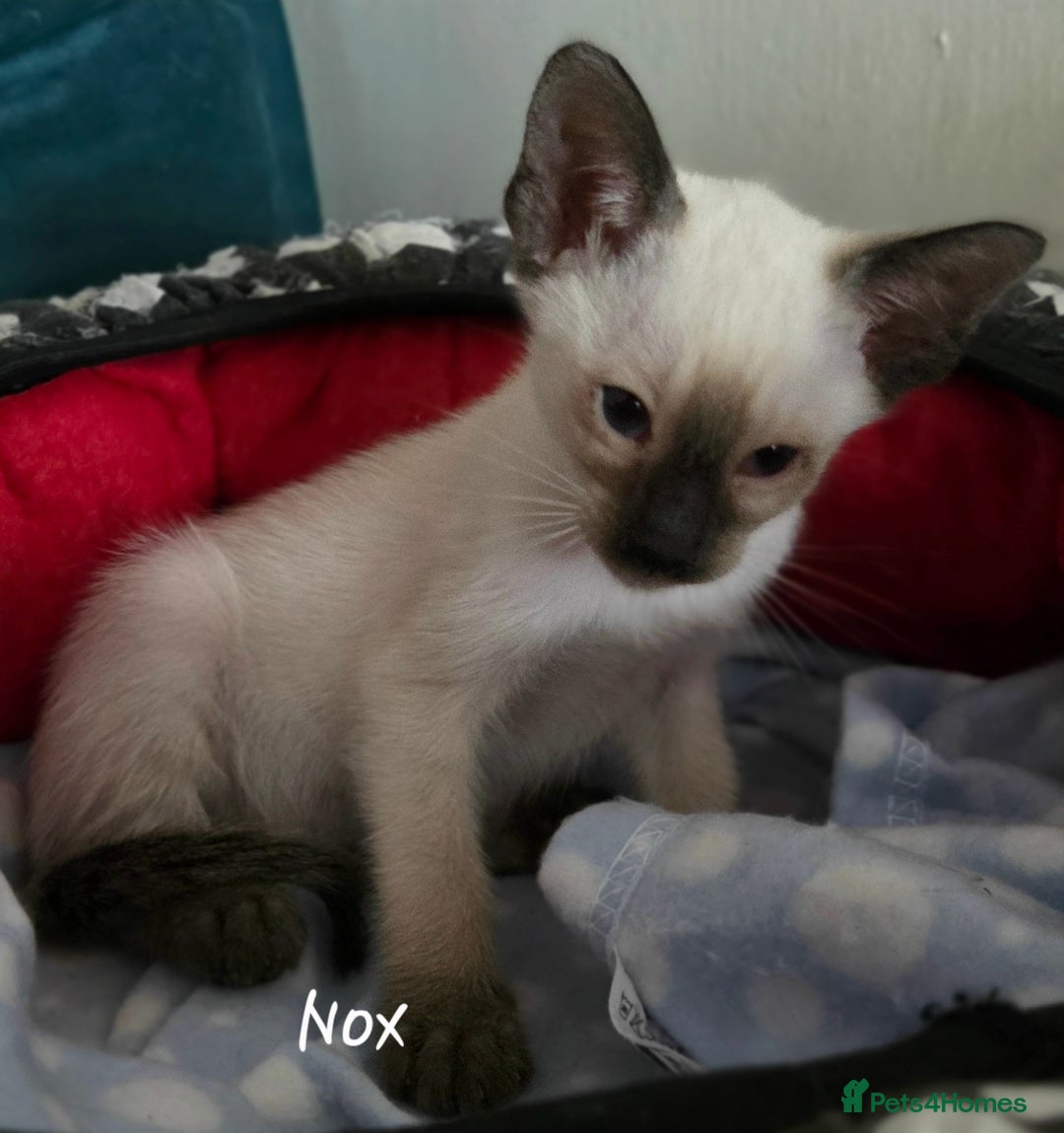 Oriental cats for sale: 8 supersoft GCCF registered Oriental kittens  - Image 32