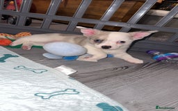 Chihuahua dogs for sale: ONE MALE LEFT READY FROM 3rd September - Image 2
