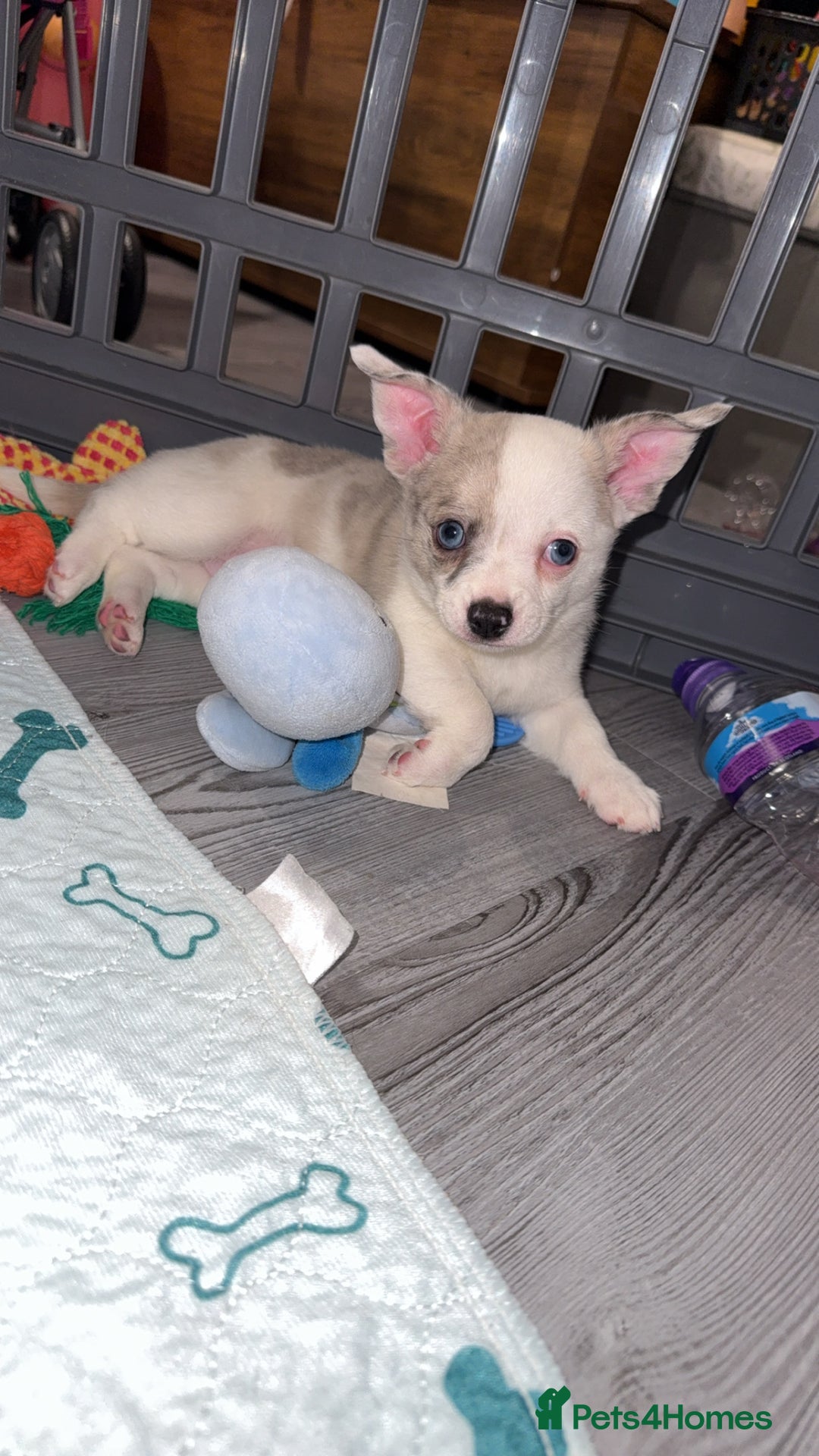 Chihuahua dogs for sale: ONE MALE LEFT READY FROM 3rd September - Image 2