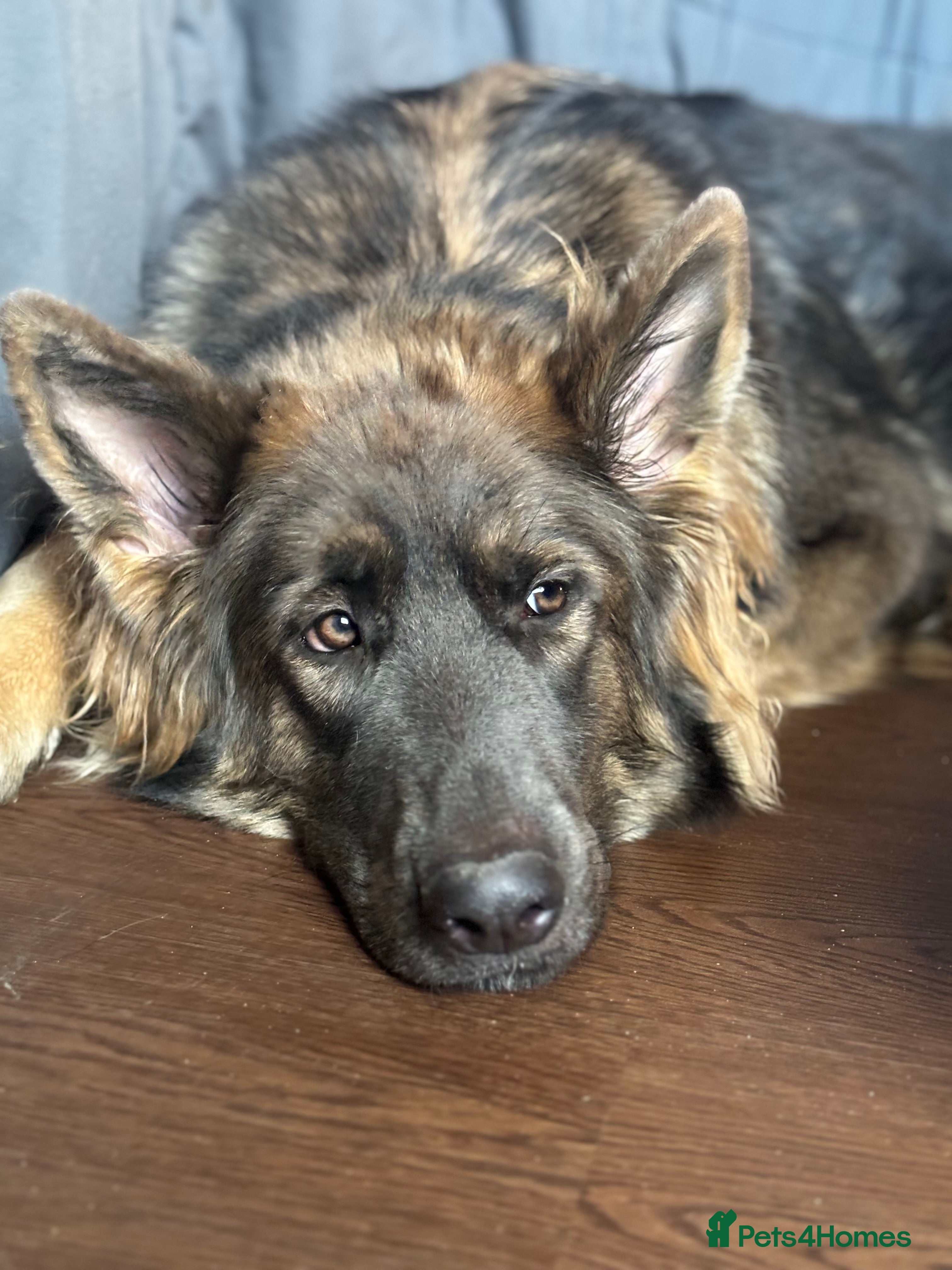 German Shepherd dogs ISABELLA & BLUE GSD PUPPIES *STUNNING* - Advert 3