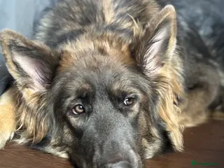 German Shepherd dogs ISABELLA & BLUE GSD PUPPIES *STUNNING* - Advert 3