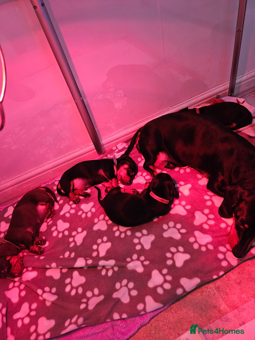 Dachshund dogs for sale: Puppies for sale - Advert 11