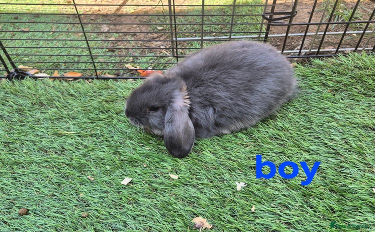 Mini Lop rabbits - Advert 11