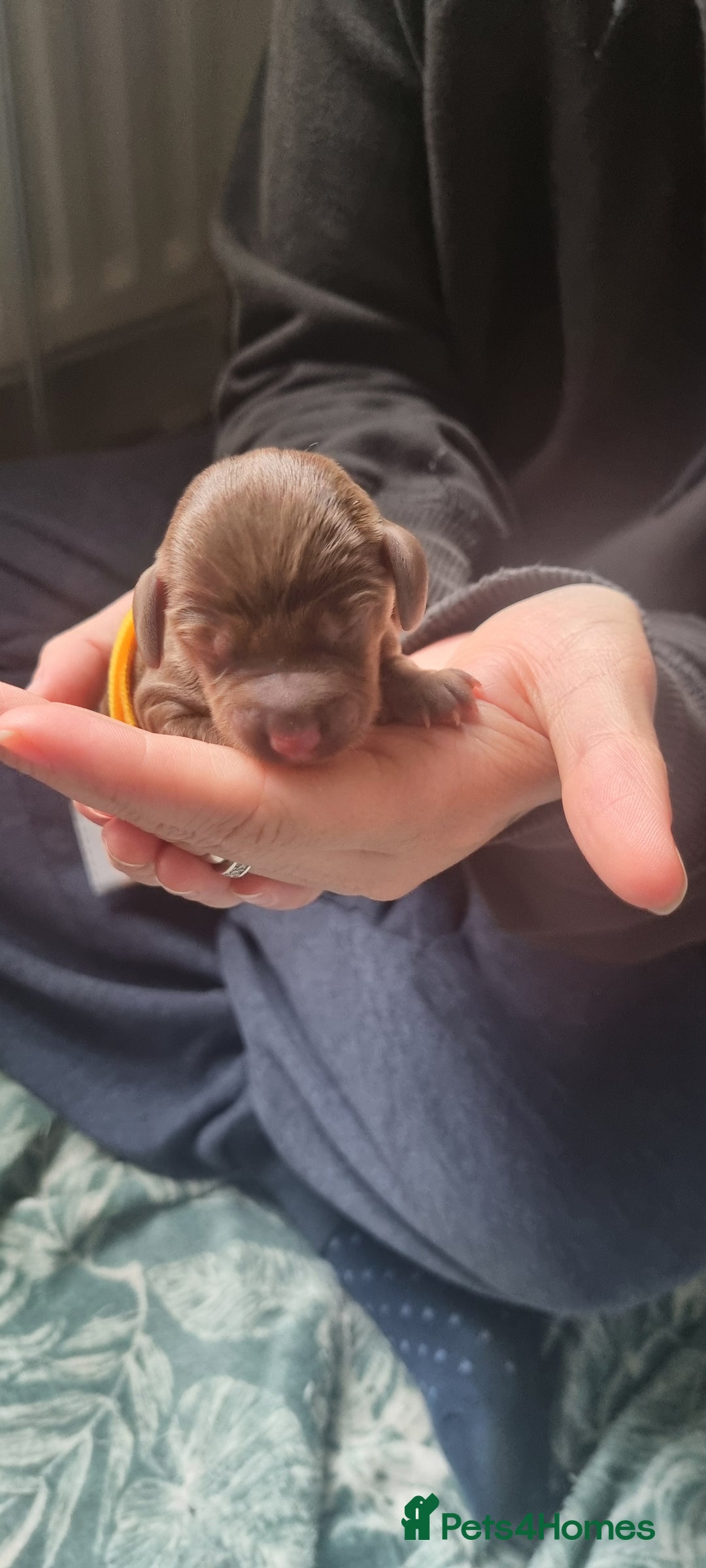 Mixed Breed dogs for sale: Dachschund puppies - Image 8
