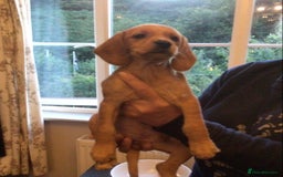 Hungarian Vizsla dogs for sale: VIZSIPOO puppies, Vizsla x Miniature Poodle - Image 5