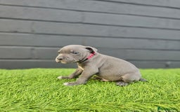 Staffordshire Bull Terrier dogs for sale: Blue Staffordshire Bull Terrier Champion Pups - Image 11