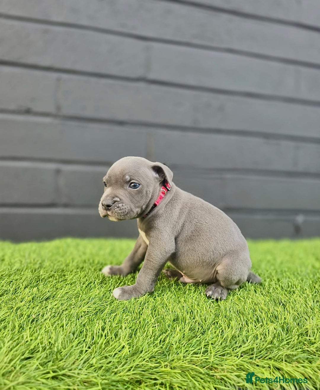 Staffordshire Bull Terrier dogs for sale: Blue Staffordshire Bull Terrier Champion Pups - Image 11