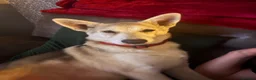 Mixed Breed dogs for sale: White swiss shepherd /Low Content Wolfdog puppies  - Advert 3