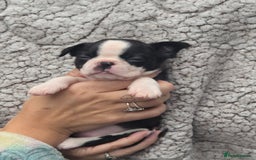 Boston Terrier dogs for sale: Superb litter of boston terriers. - Image 29