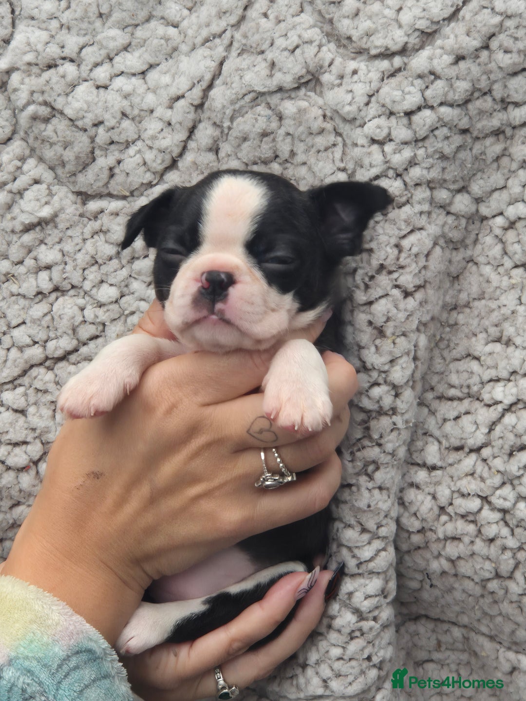 Boston Terrier dogs for sale: Superb litter of boston terriers. - Image 29