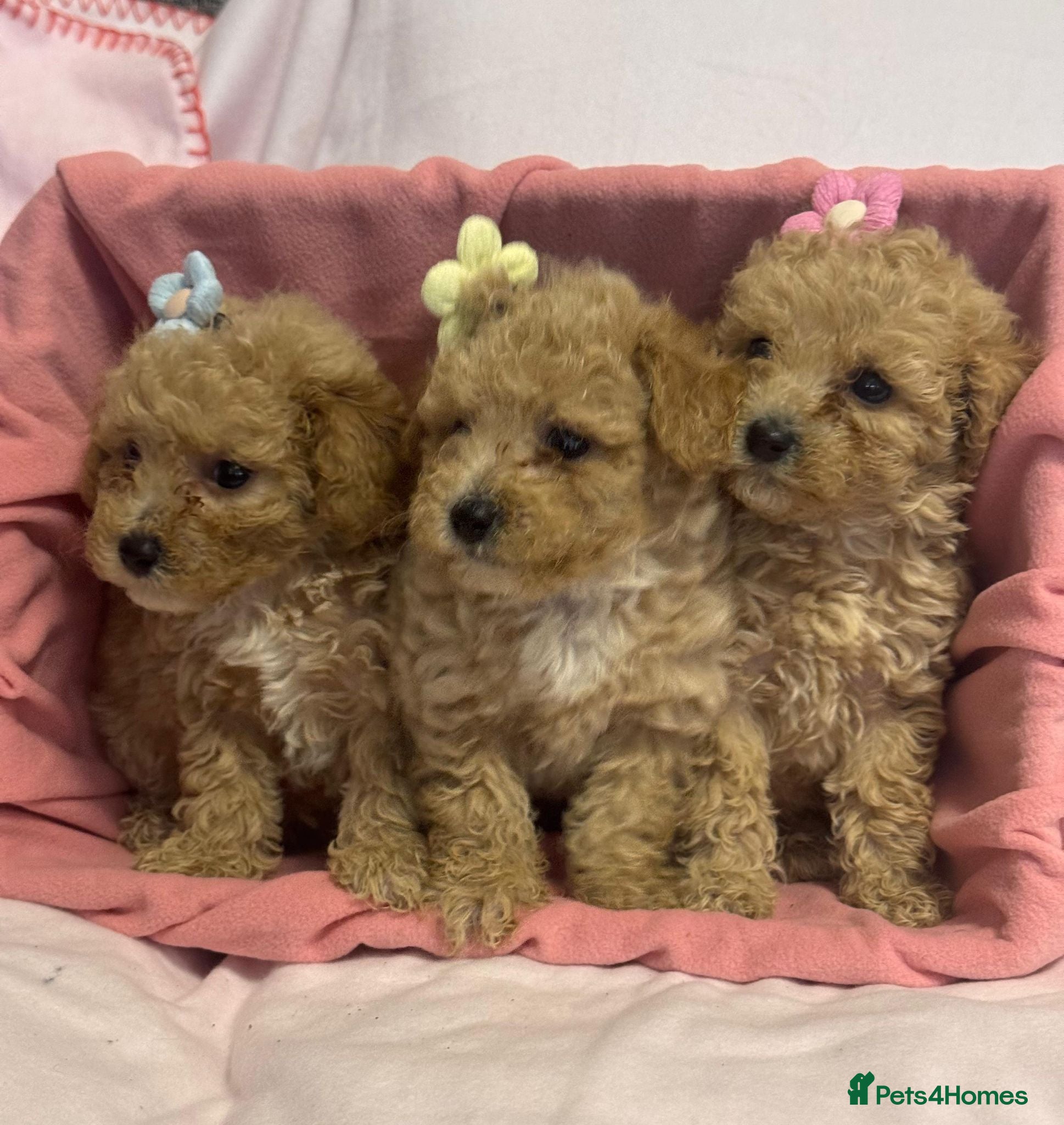 Poochon dogs Beautiful Poochon Puppies  - Advert 2