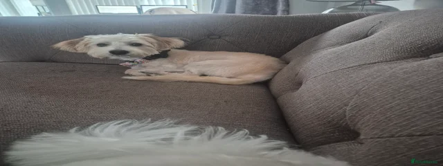 Archie 