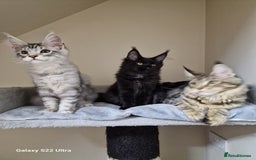 Maine Coon cats for sale: 🍁🍂Good females🏡🎯📣 - Image 20