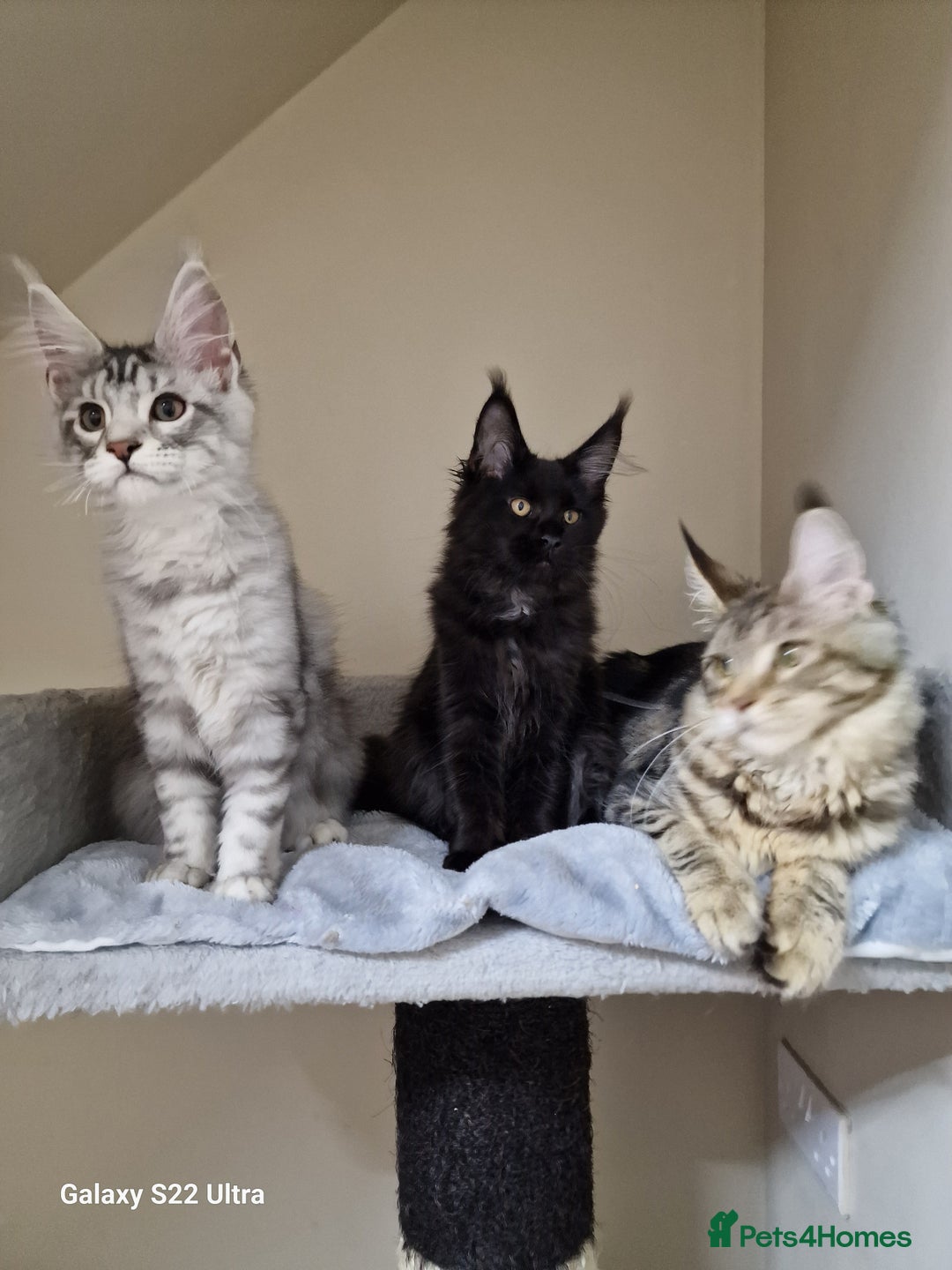 Maine Coon cats for sale: 🍁🍂Good females🏡🎯📣 - Image 20