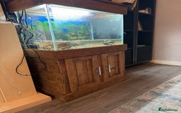 Turtle reptiles for sale: Musk/mud turtles - Image 4