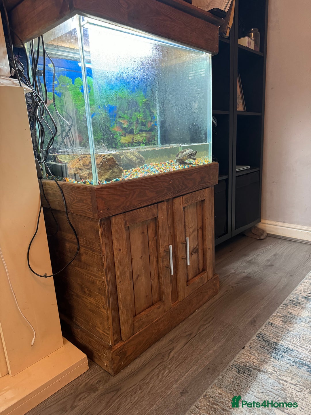 Turtle reptiles for sale: Musk/mud turtles - Image 4